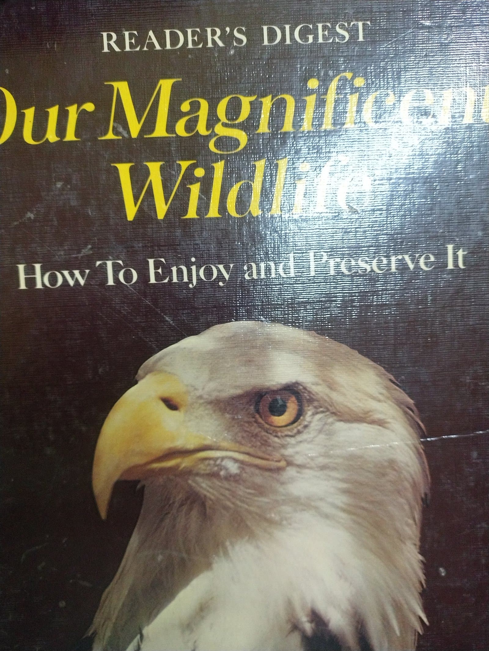 Cover of OUR MAGNIFICENT WILDLIFE